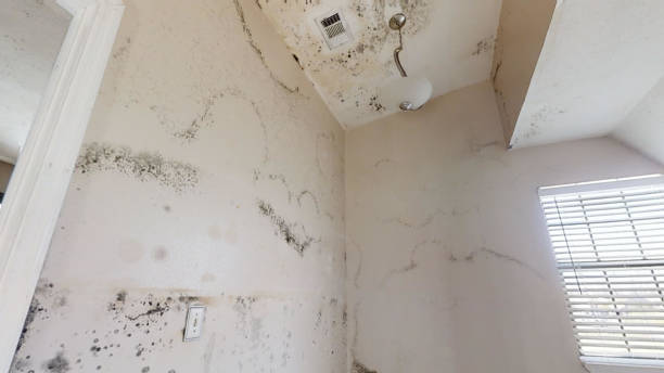 Best Mold Remediation for Healthcare Facilities  in Independence, IA