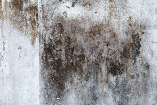 Best Attic Mold Removal  in Independence, IA